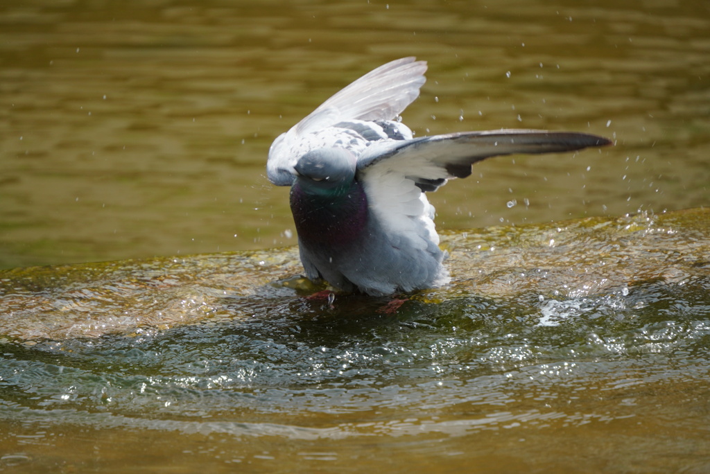 ハトの水浴び（奈良公園）