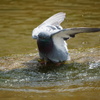 ハトの水浴び（奈良公園）