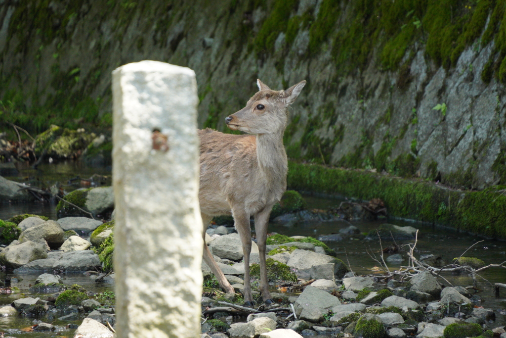 荒池園地の鹿さん