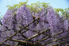 春日大社の藤の花
