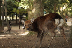 パルママのお友達　奈良の鹿さん