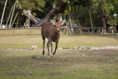 奈良公園のなっちゃん　①