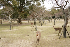 一輪だけ咲いた梅　片岡梅林（奈良公園）