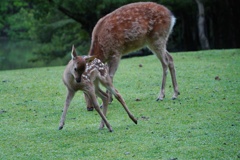 今年生まれの子鹿ちゃん　奈良の鹿さん