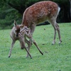 今年生まれの子鹿ちゃん　奈良の鹿さん
