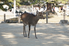 恋子姐さん　奈良の鹿さん