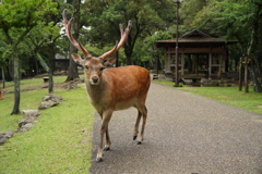 いっちゃん　奈良の鹿さん
