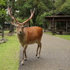 いっちゃん　奈良の鹿さん