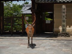 浅茅が原のポンちゃん　奈良公園の鹿さん