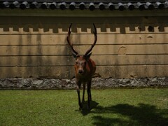 浅茅が原のポンちゃん　奈良公園の鹿さん