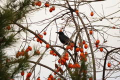 柿食えば、、　（奈良公園のカラスさん）