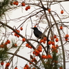 柿食えば、、　（奈良公園のカラスさん）