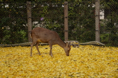 イチョウと鹿さん