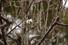 一輪だけ咲いた梅　片岡梅林（奈良公園）