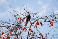 柿食えば、、　（奈良公園のカラスさん）