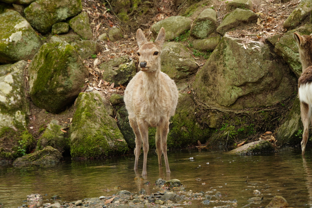 吉城川でまったりしてた鹿さん
