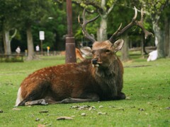 ジビエール　奈良の鹿さん