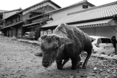 ポン爺　奈良の鹿さん