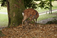 生まれたての子鹿ちゃん　奈良公園