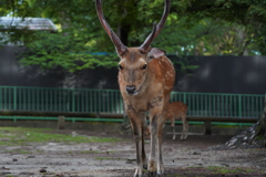 ポン爺　奈良の鹿さん