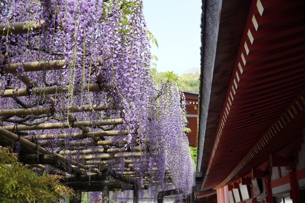 春日大社の藤の花