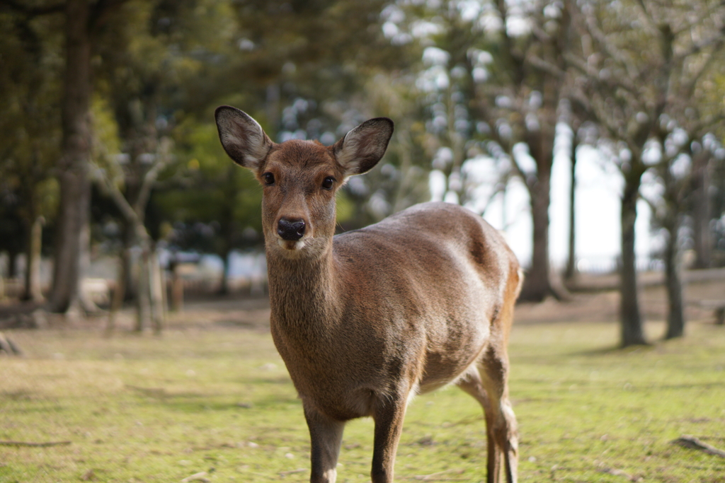 奈良公園のなっちゃん　②