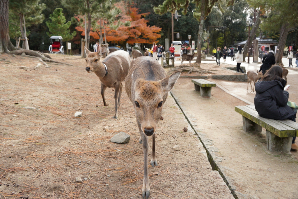 奈良公園最強コンビ　恋子蘭子　奈良の鹿さん