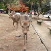 奈良公園最強コンビ　恋子蘭子　奈良の鹿さん