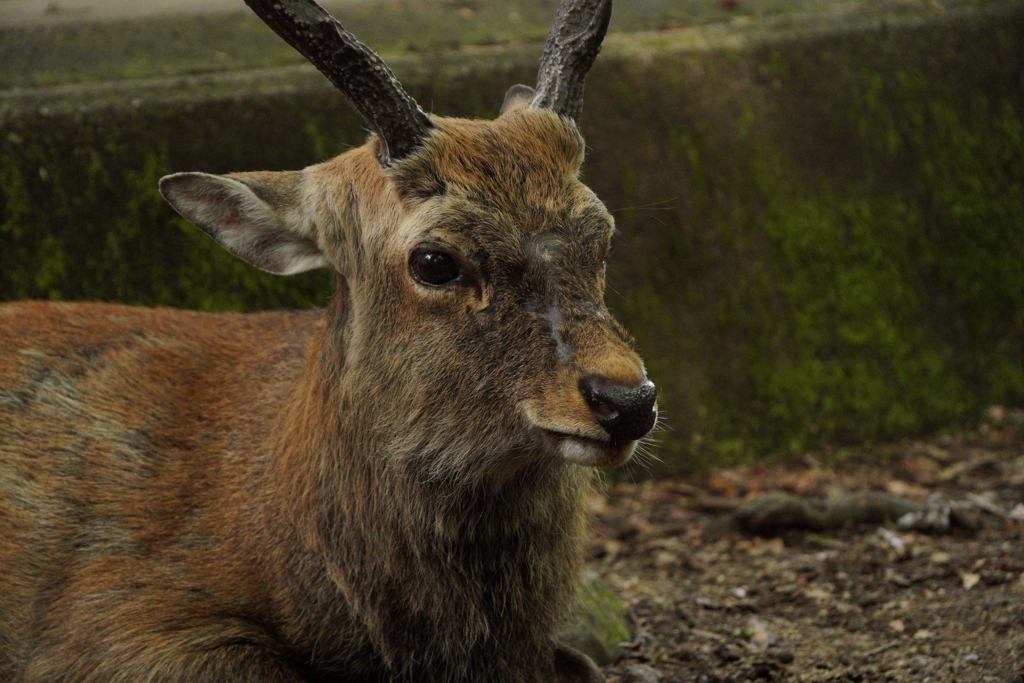 ジャック氏　奈良の鹿さん