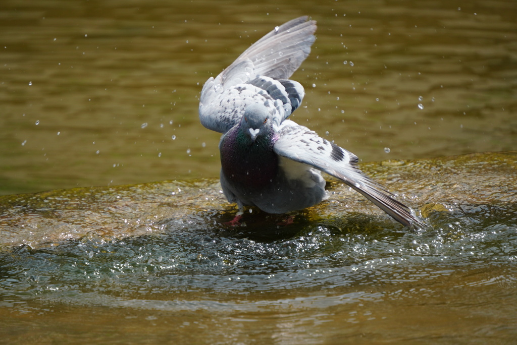 ハトの水浴び（奈良公園）