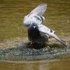 ハトの水浴び（奈良公園）