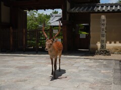 浅茅が原のポンちゃん　奈良公園の鹿さん