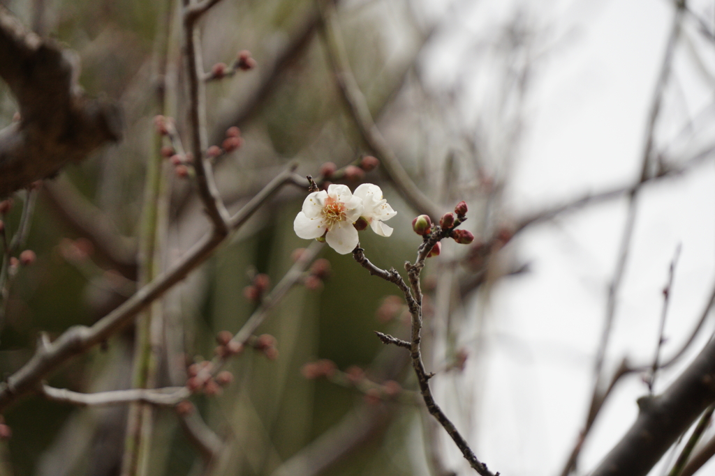 一輪だけ咲いた梅　片岡梅林（奈良公園）