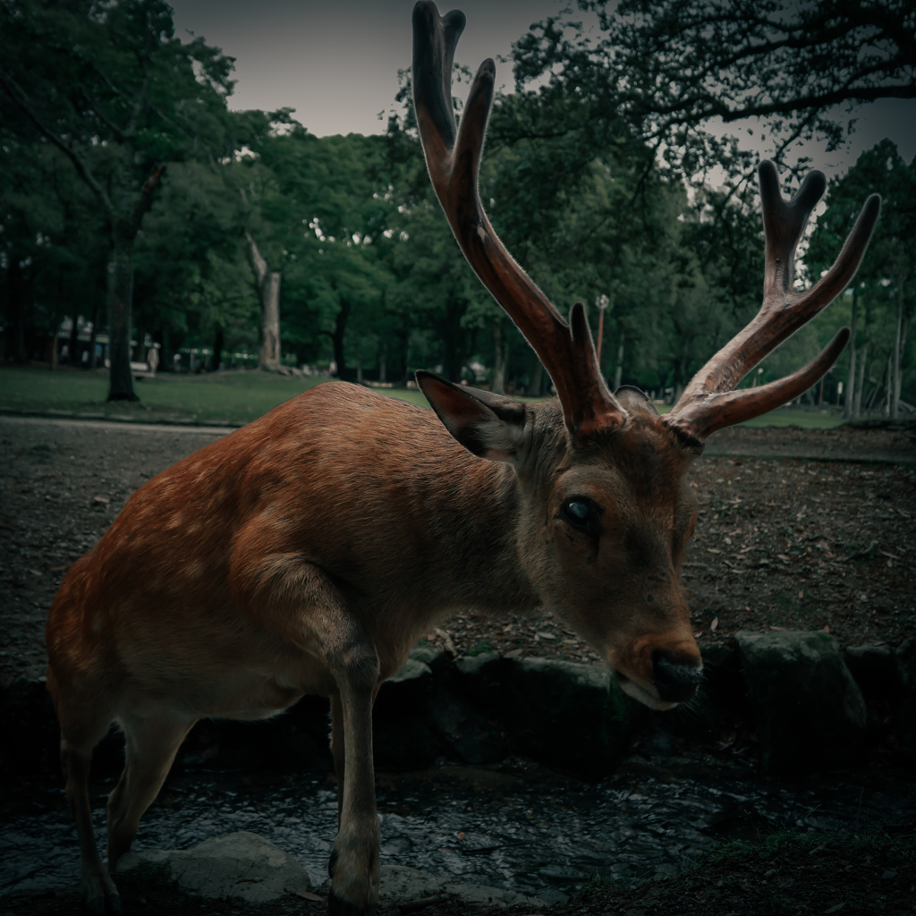 いっちゃん　片目の鹿さん　奈良公園