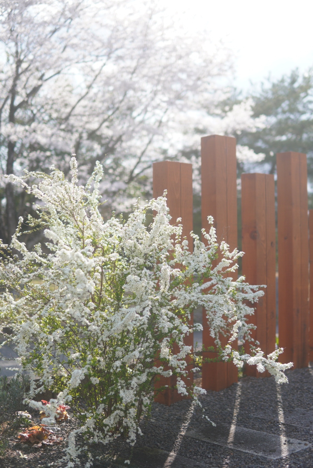 雪柳　桜