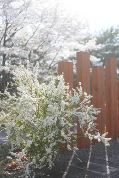 雪柳　桜