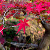 紅葉
