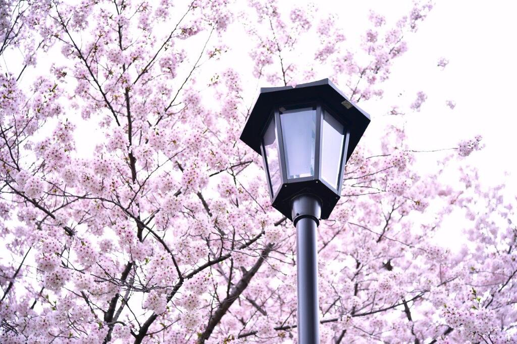 桜