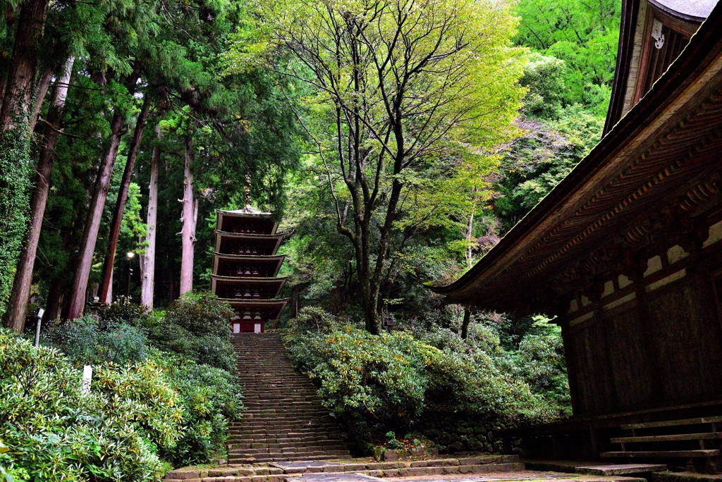 室生寺　本堂と五重塔