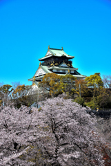 大阪城と桜