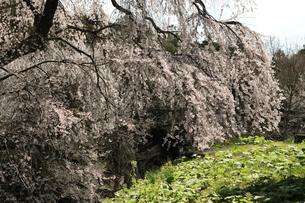 枝垂れ桜