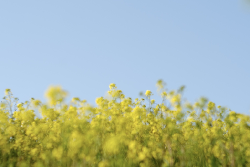 青と菜の花