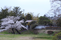 亘理邸の桜