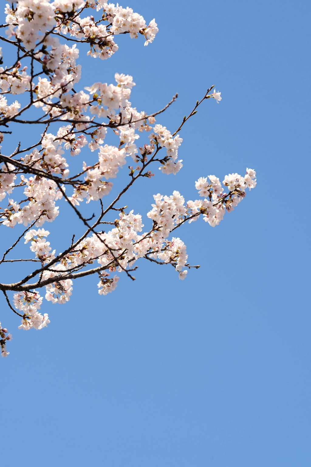 青空に桜