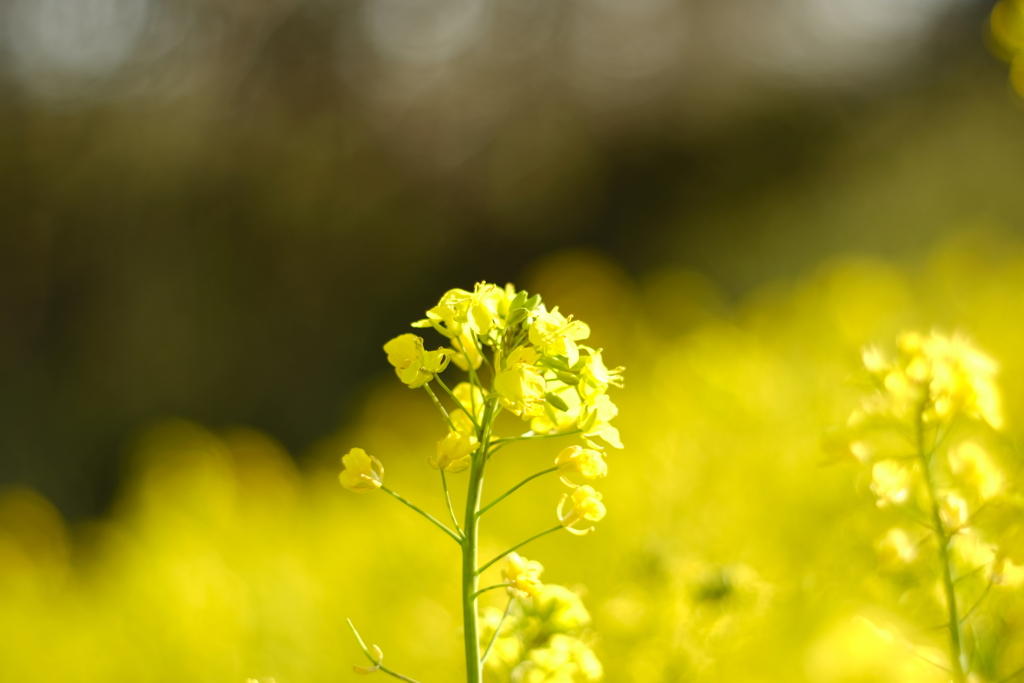 菜の花の香