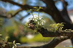芽吹きの時