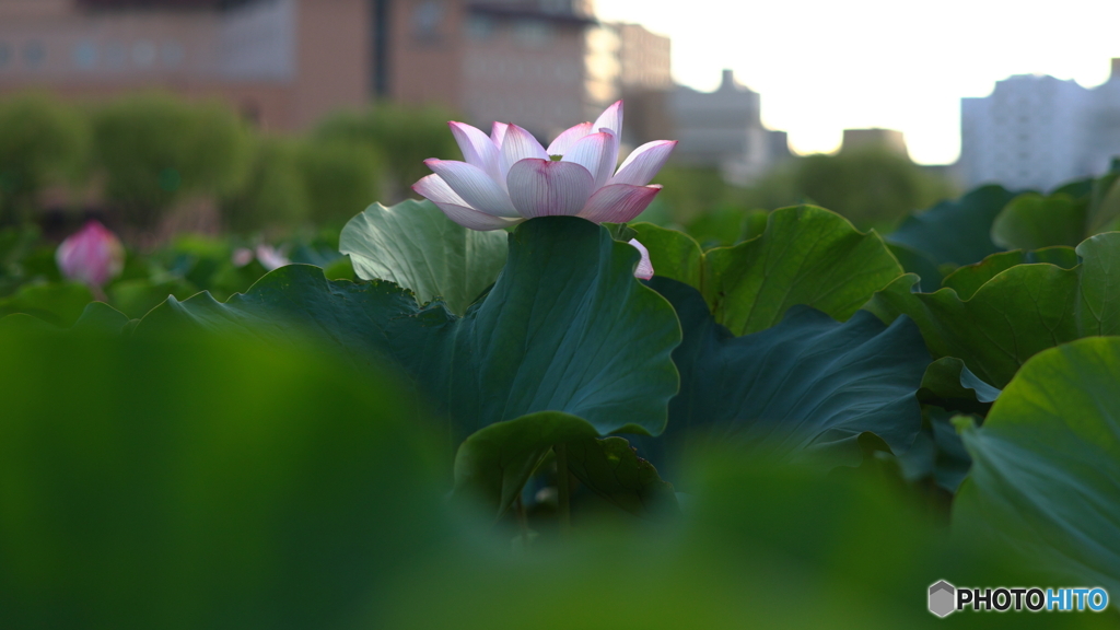 古代大蓮