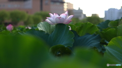 古代大蓮
