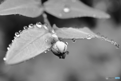 梅雨間近