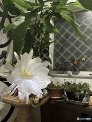 今年も優雅に慎ましやかに